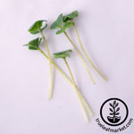 cut broccoli microgreens wb