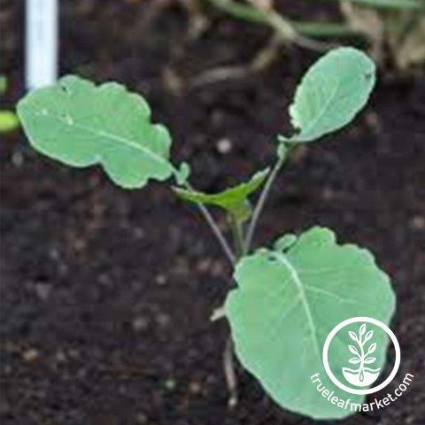 Early Purple Sprouting Broccoli Seeds