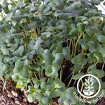 ramoso santana broccoli microgreens close up