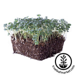 ramoso santana broccoli microgreens white background