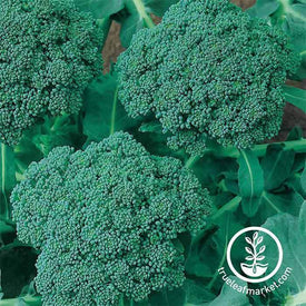 Guisante Seis semanas - 1 kg - 4000 semillas - Pisum sativum – Garden  Seeds Market