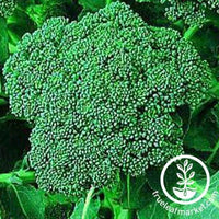 Di Cicco Broccoli Garden Seeds