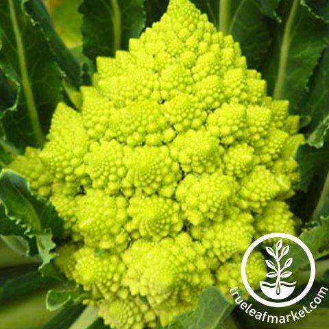 Romanesco Broccoli Seeds - Non-GMO