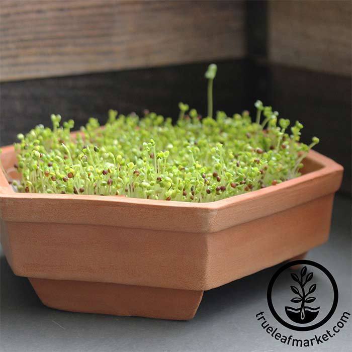 Organic Cress seeds for Sprouts