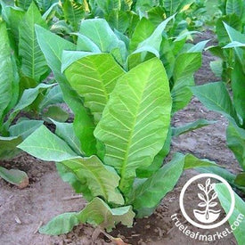 bucak tobacco