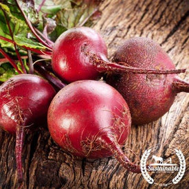 Organic Bulls Blood Beet