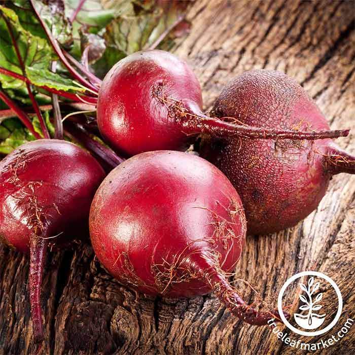 Beet Seed | Bull's Blood Garden Seed