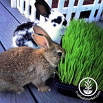 Bunnies Love Wheatgrass