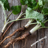 Burdock Seeds - Gobo Takinogawa