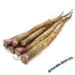 Burdock Seeds - Ha Gobo