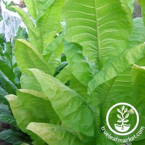 Tobacco Seeds - Burley 64 | Mountain Valley Seed Co. Garden Herb Seed ...