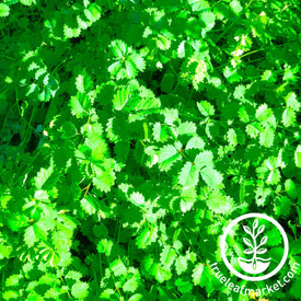 burnet salad herb