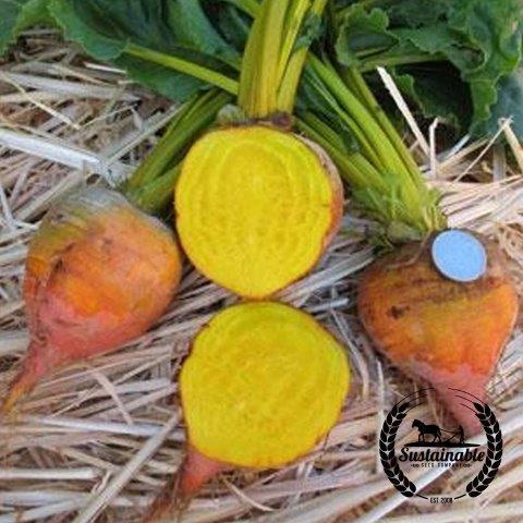 Golden Beet