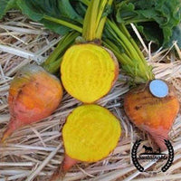 Organic Burpee Golden Beet Seeds