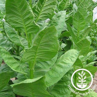 bursa tobacco