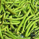 Bean - Bush - Provider Garden Seed