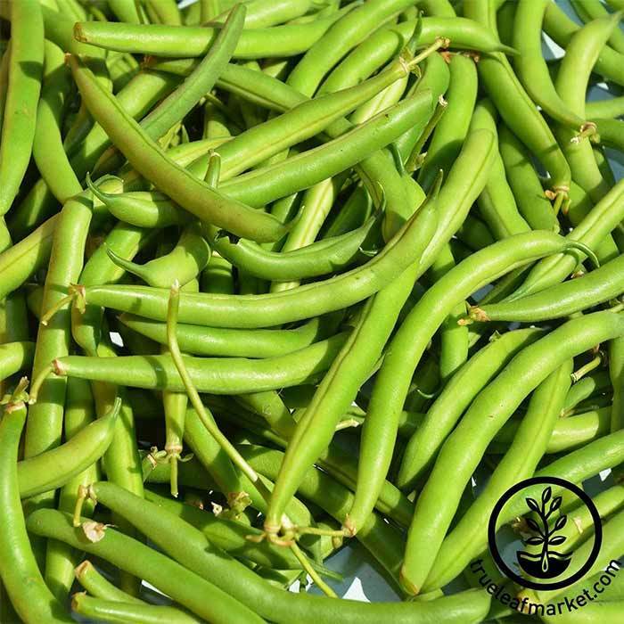Bean - Bush - Provider treated Garden Seeds