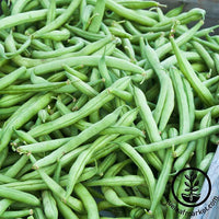 Bean - Bush - Strike Garden Seed