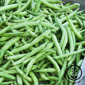 Bean - Bush - Strike Garden Seed