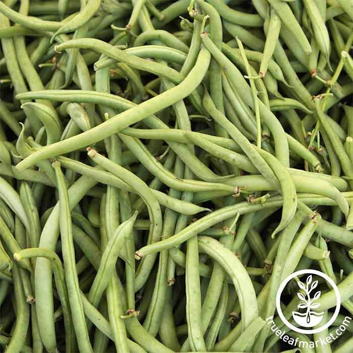 Bean - Bush - Topcrop Garden Seed