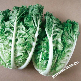 Chinese Cabbage Seeds - Bae Moo Chae - Hybrid