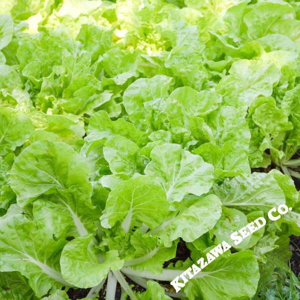 Beka Santoh Cabbage