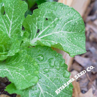 Cabbage Seeds - Pak Choi - Fun Jen - Hybrid