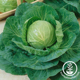 Cabbage Seeds - Green Express