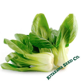 Cabbage Seeds - Pak Choi - Little Shanghai - Hybrid