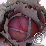 Red Express Cabbage Seeds - Non-GMO