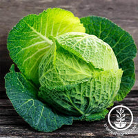 Cabbage Savoy Perfection Vegetable Seed