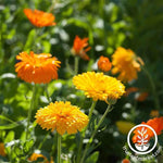 Calendula Bon Bon Series Mix Seed