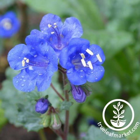 Phacelia Seeds - California Bluebell