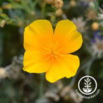 California Poppy Flower Seed