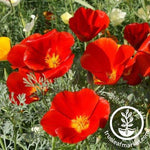 red cheif california poppy