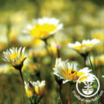 Pollinator Mix - California Wildflowers Seeds - Non-GMO