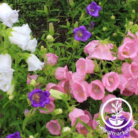 Campanula Cup and Saucer Mixture Seeds