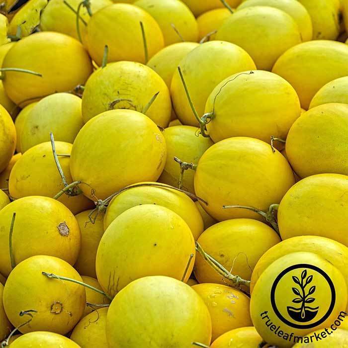 Melon Canary - Amy Hybrid treated Garden Seeds