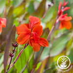 Canna Tropical Series Bronze Scarlet Seed