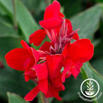 Canna Tropical Series Red Seeds