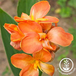 Canna Tropical Series Salmon Seed