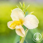 Canna Tropical Series White Seed