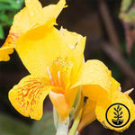 Canna Tropical Series Yellow Seed