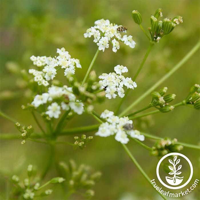 Caraway Herb Seed