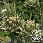 white ivory cardoon