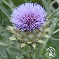 Cardoon