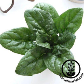 Malabar Spinach Seeds - Green Vines Supreme - 1 oz ~800 Seeds - Non-GMO, Heirloom - Vegetable Garden