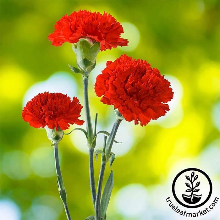 Carnation Seeds Flower Garden - Cancan Scarlet - 10 Seed Packet - Annual - Buy Dianthus Caryophyllus Gardening Seeds Online