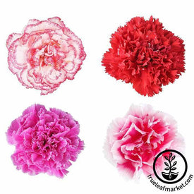 Carnation Lillipot Mix Seed