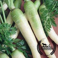 Organic Lunar White Carrot Seeds